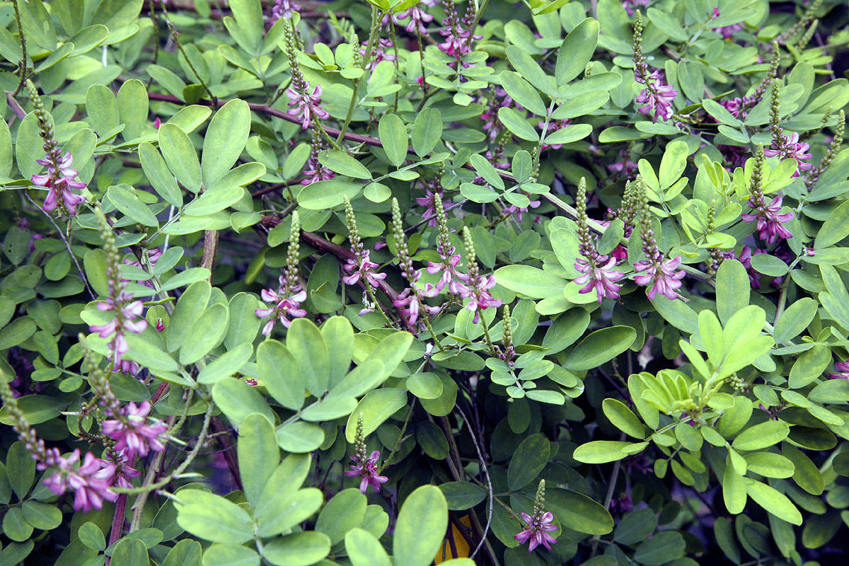 Himalayan indigo leaves and flowers