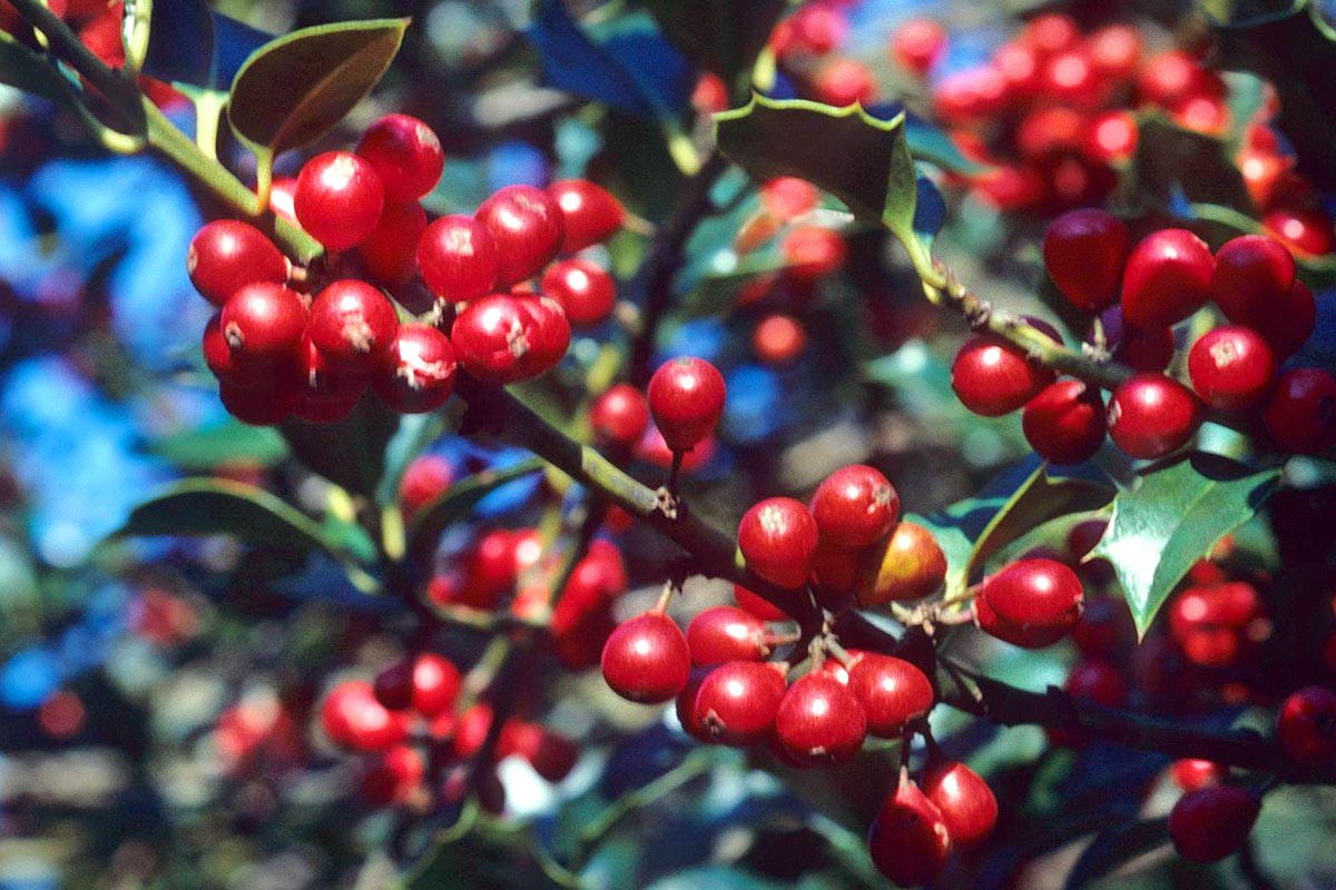 English Holly Ilex aquifolium
