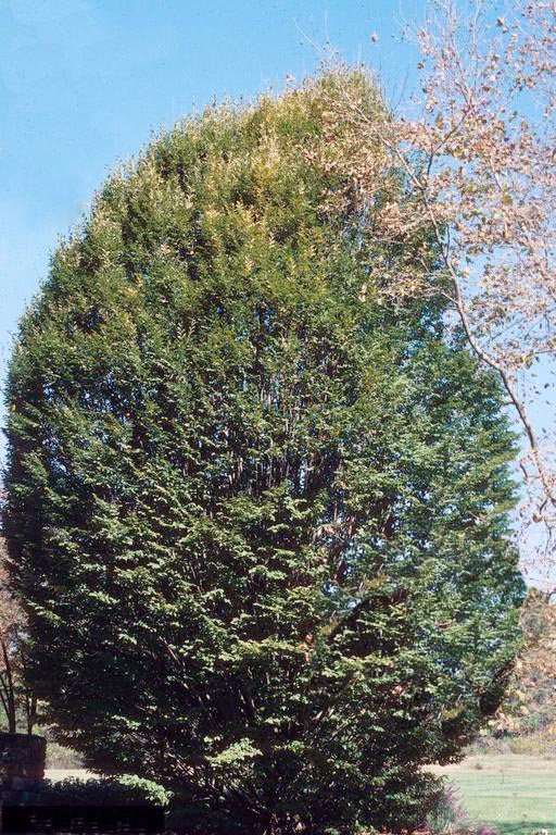 European_Hornbeam tree