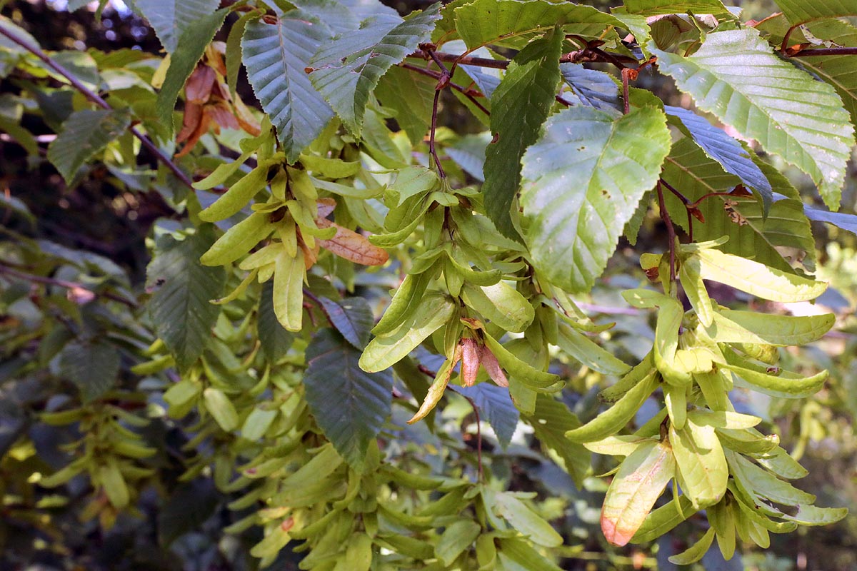 European Hornbeam Carpinus betulus