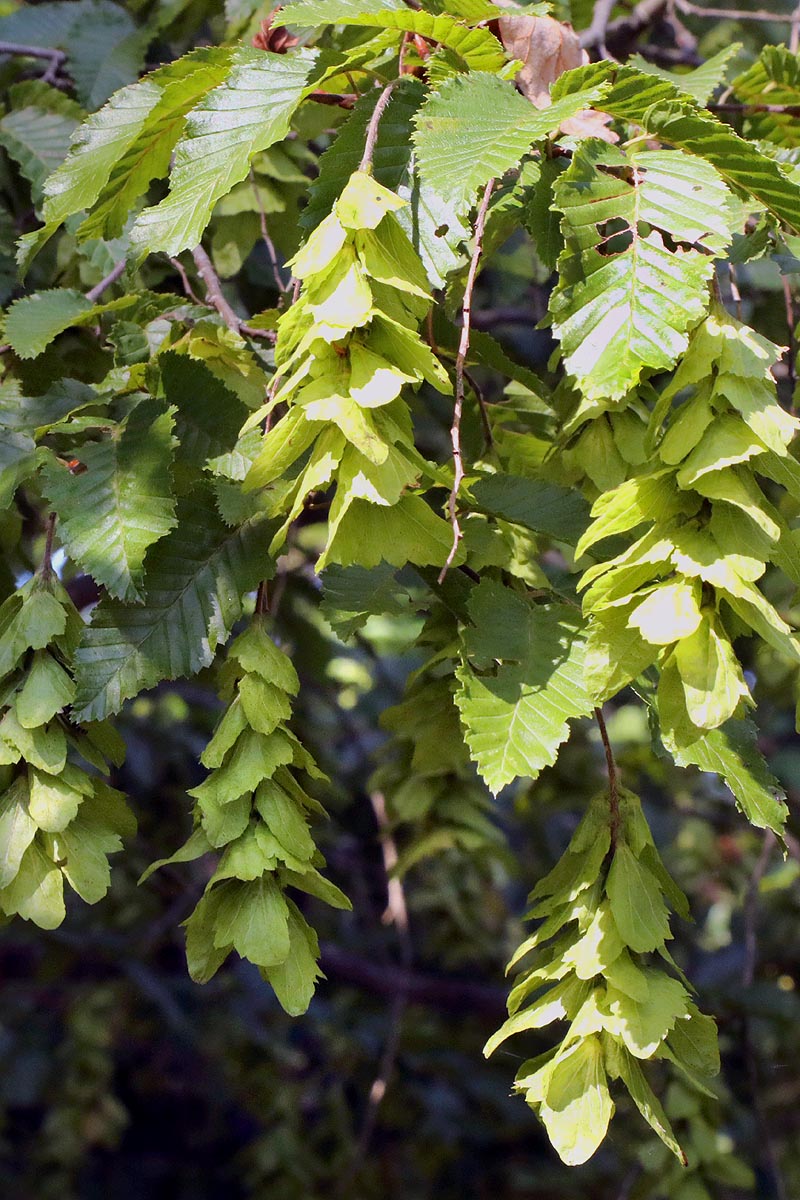European_Hornbeam fruits 2