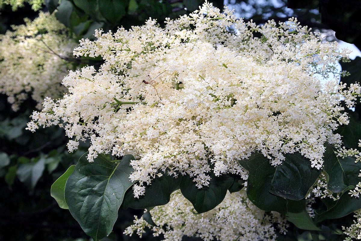 Japanese Tree Lilac Syringa reticulata