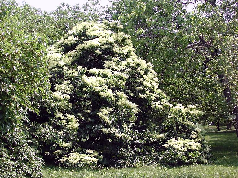 Japanese_Tree_Lilac  tree flowering