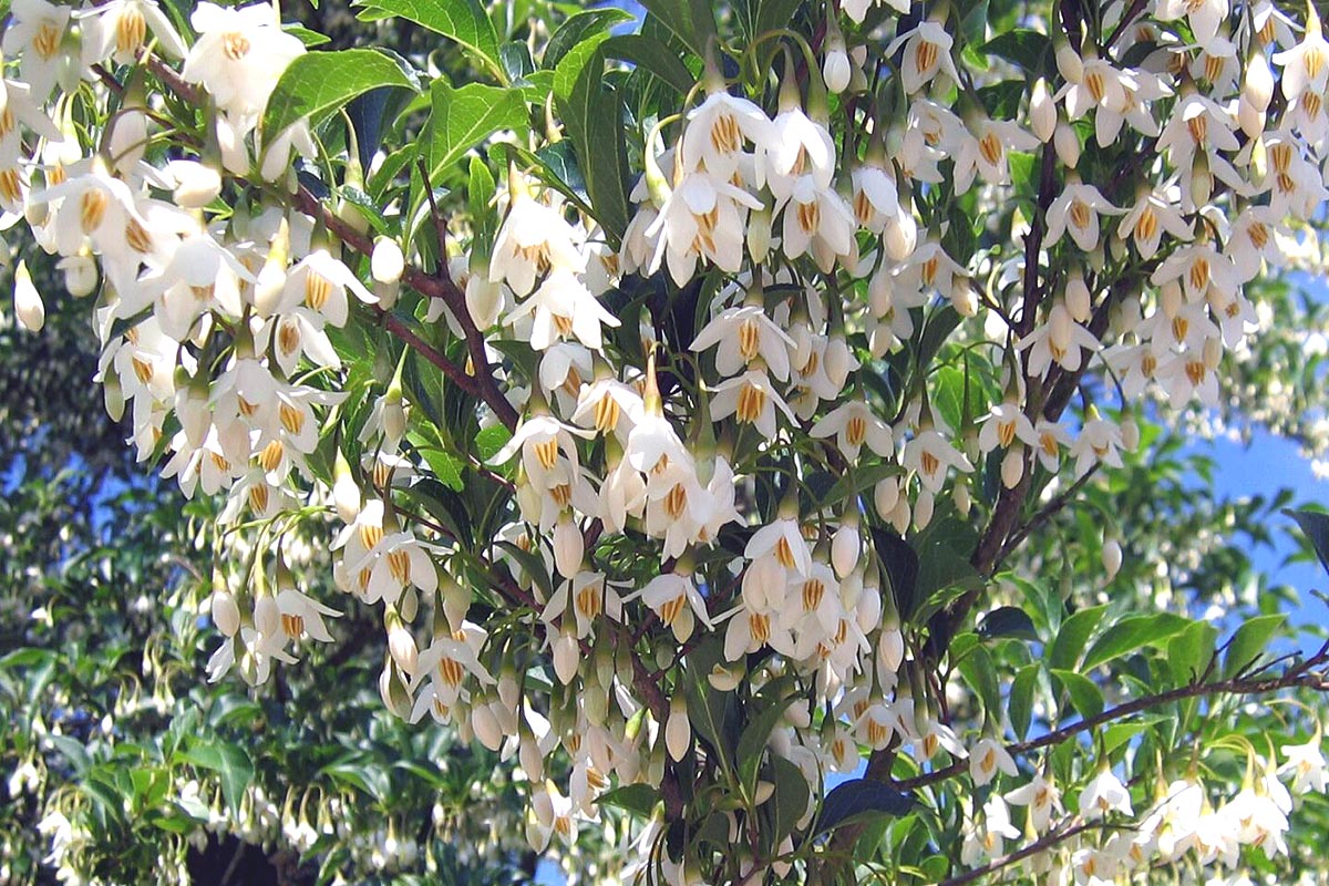 Japanese Snowbell Styrex japonica