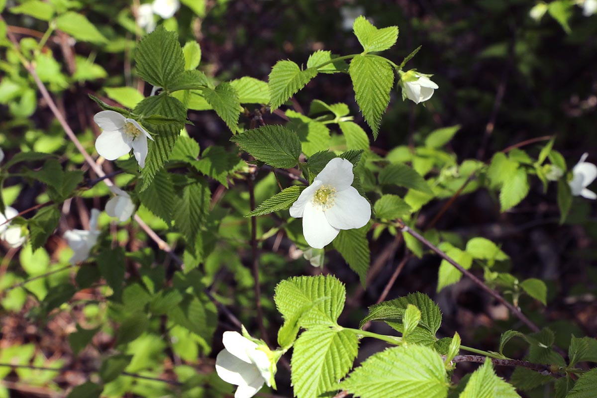 Jetbead flowering shrub