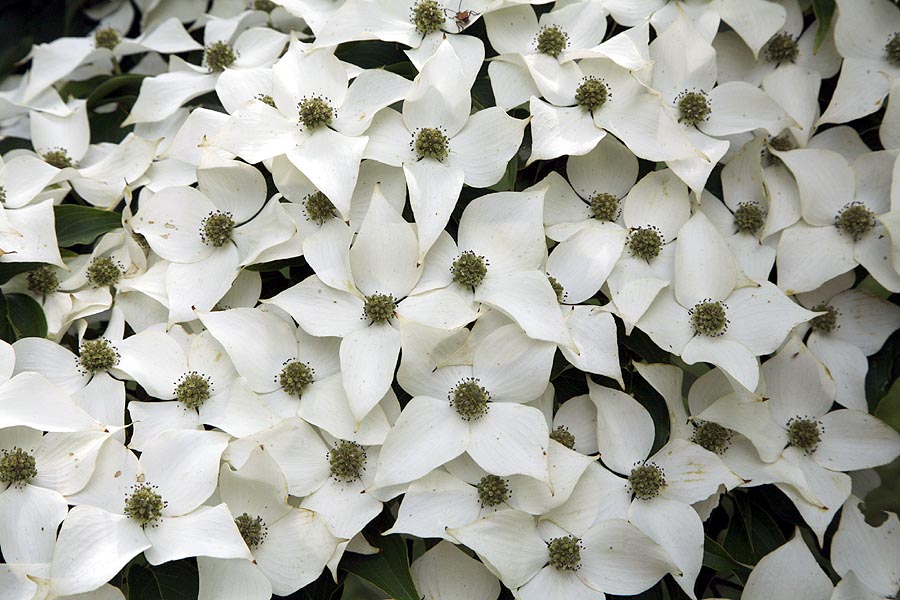 Japanese Kousa dogwood flowers