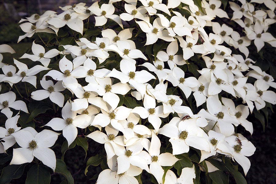 Japanese Kousa dogwood flowers 2