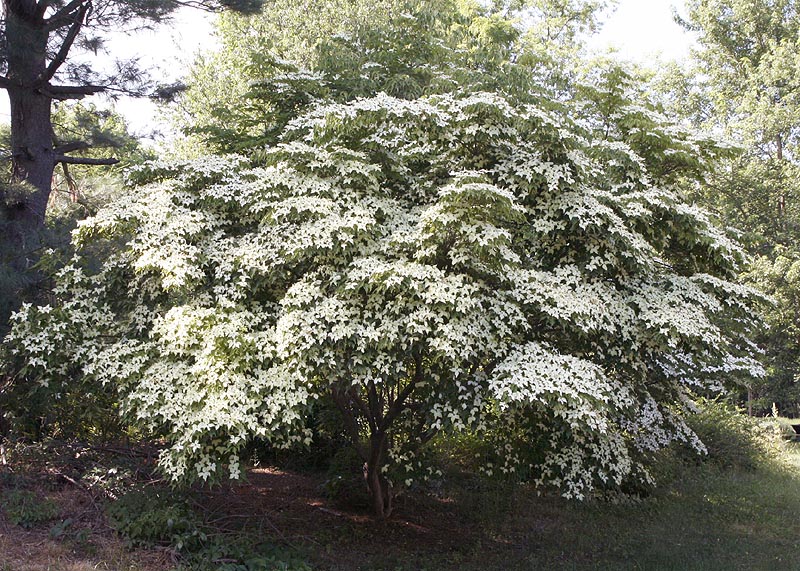 Kousa Dogwood tree