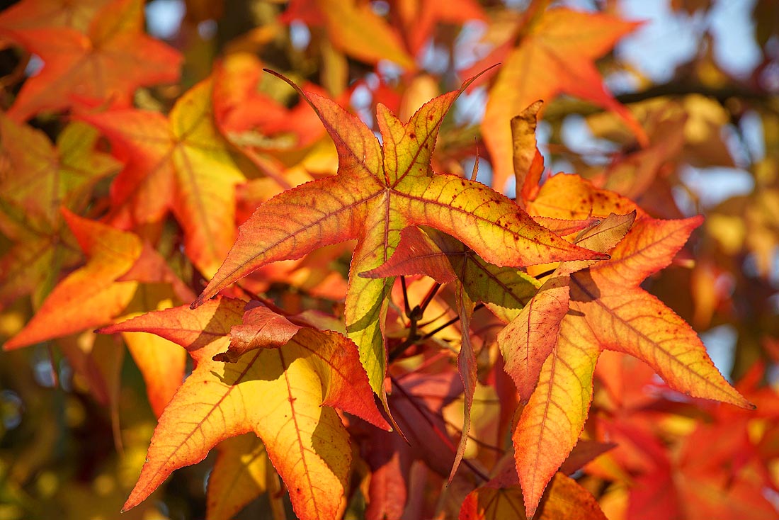 American SweetGum Liquidambar styrasciflua