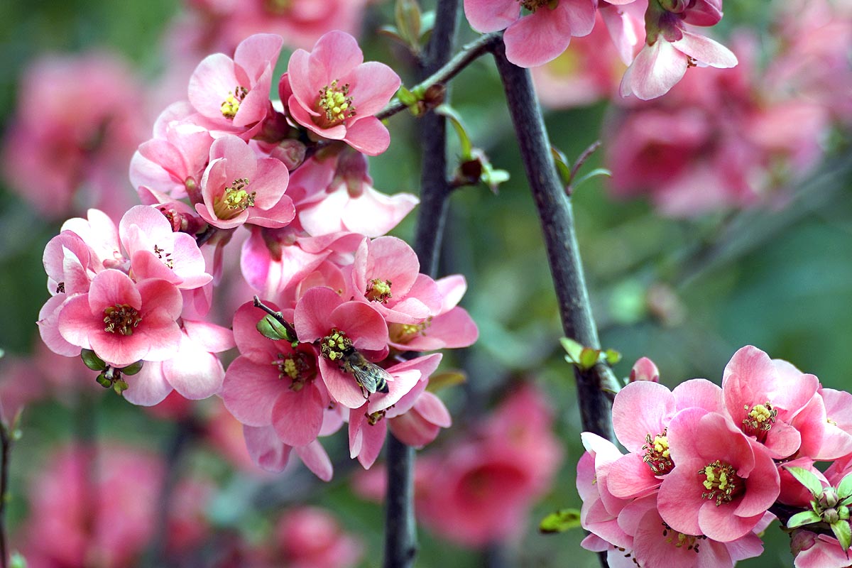 Quince flowers mass