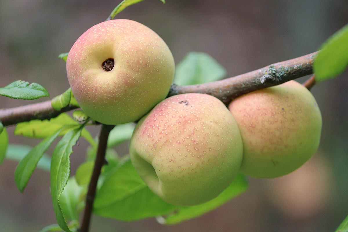Quince fruits