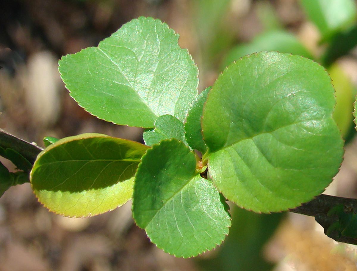 Quince Bush young leaves