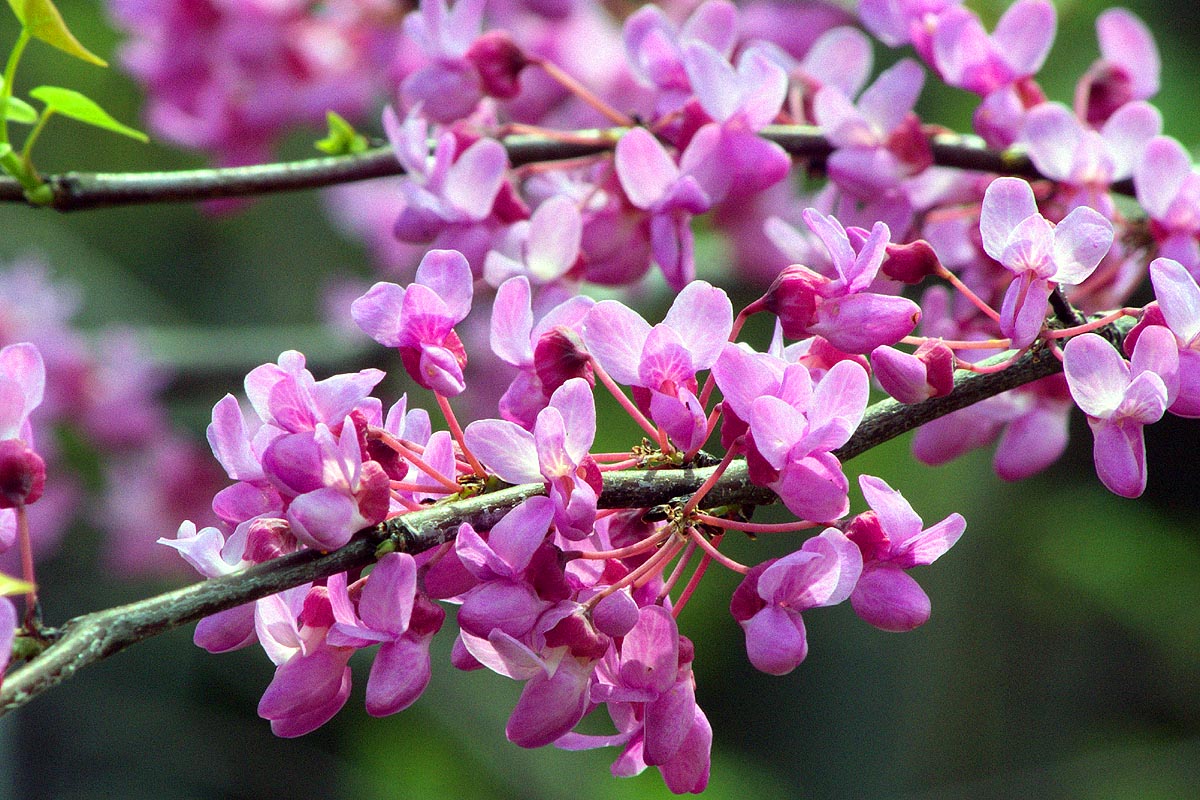 Eastern Redbud Cercis canadensis