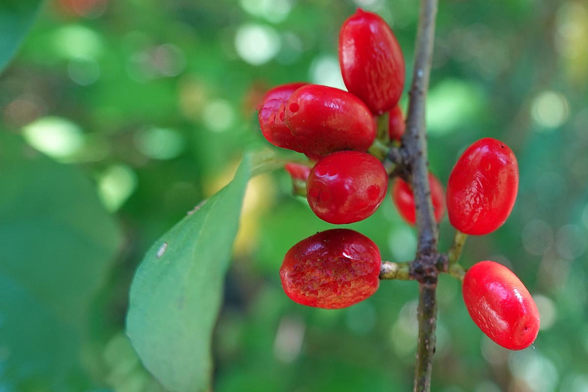 Spice Bush red berries close
