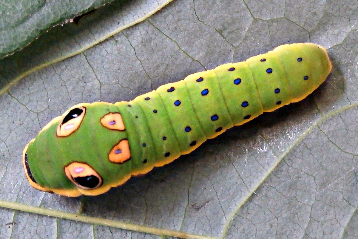 Spice bush swallowtail caterpillar