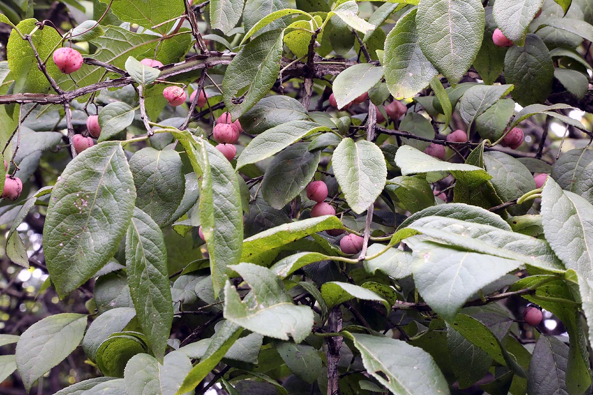 European_spindle_tree  fruits-leaves