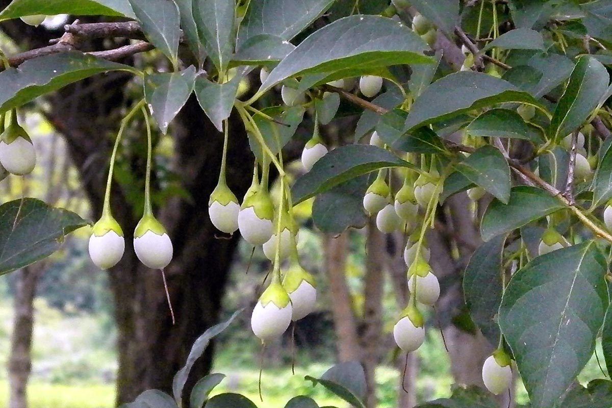 Fragrant Snowbell buds
