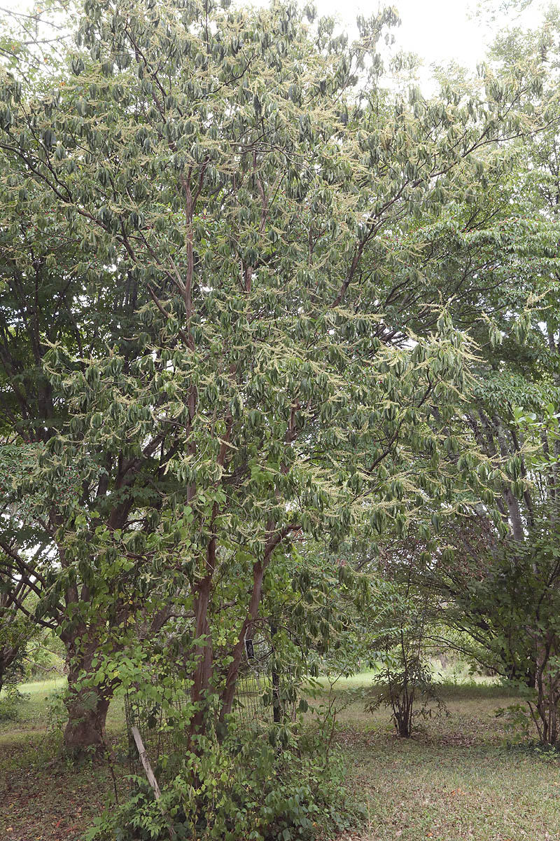Japanese summersweet whole tree