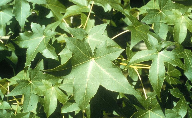 Green sweetgum leaves
