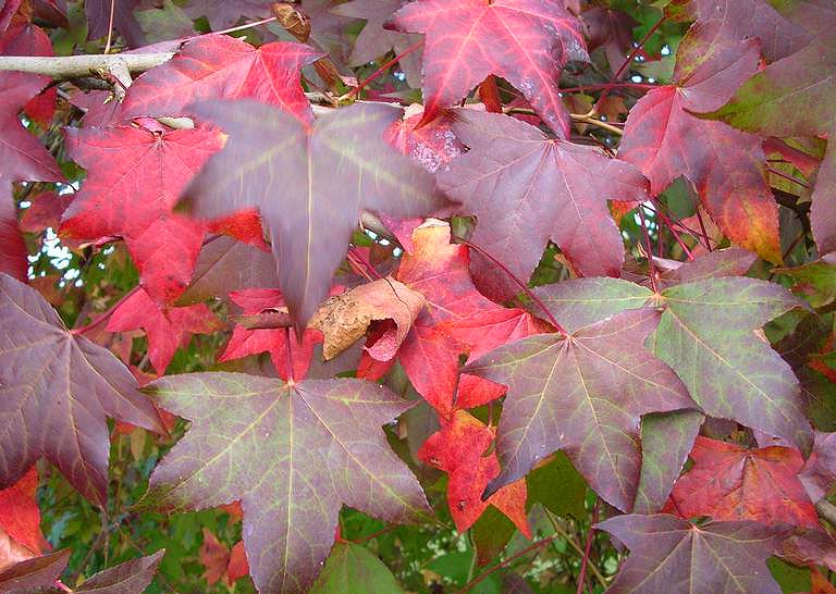 red burgundy sweetgum leaves