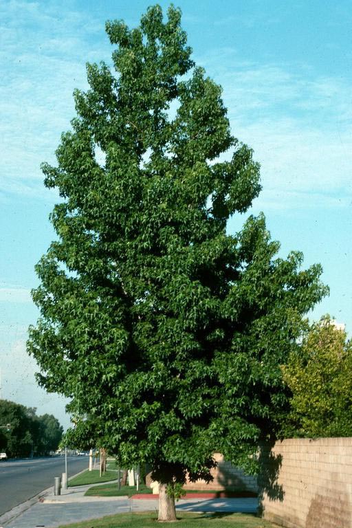 Mature sweetgum tree
