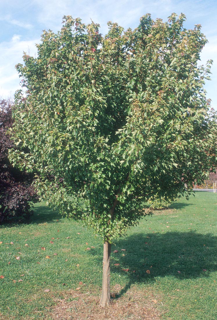 Young sweetgum tree