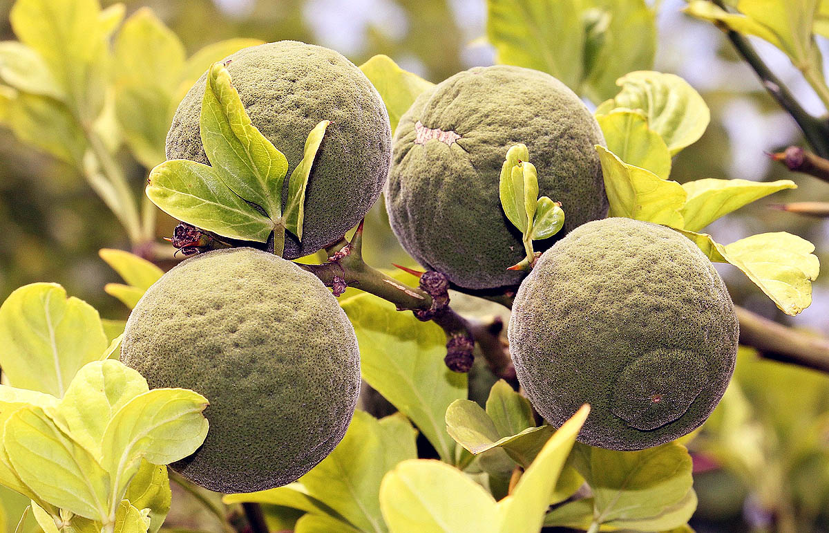 Flying Dragon unripe green fruit