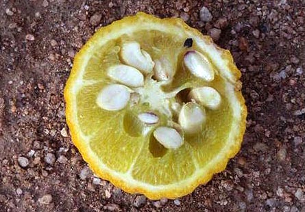 Bitter Orange Fruit cut in half
