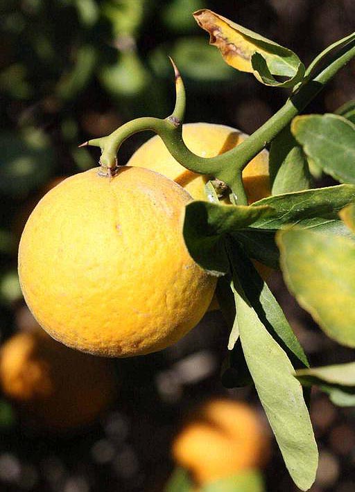 Bitter Orange or Flying Dragon Poncirus trifoliata