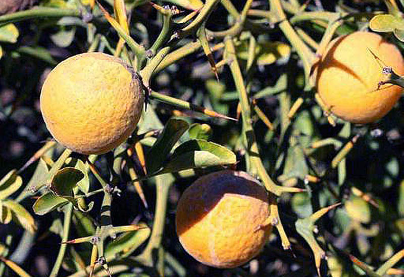 Bitter Orange or Flying Dragon Poncirus trifoliata