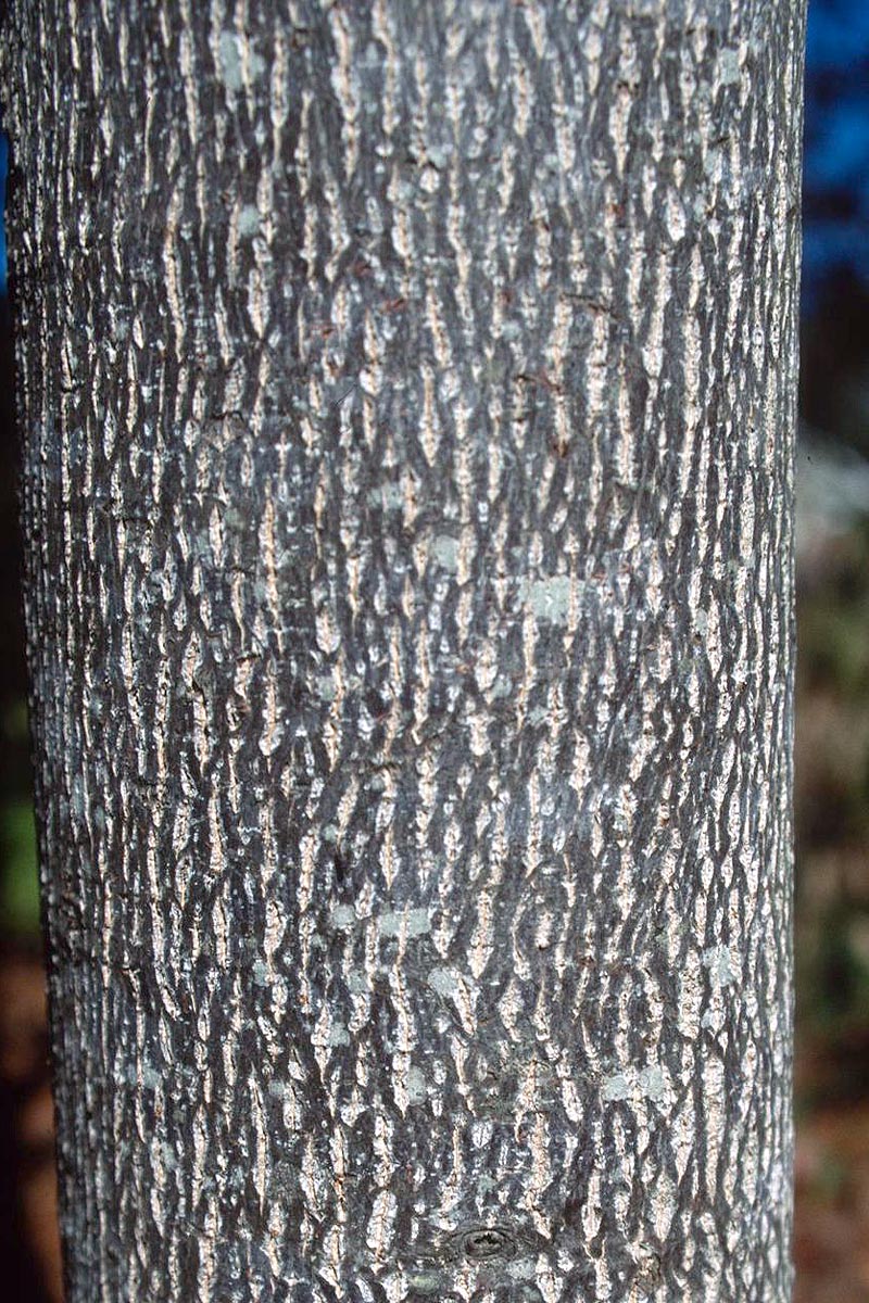 Tulip tree bark