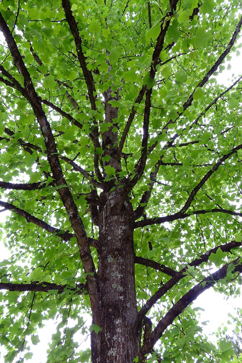 Mature tulip tree looking up