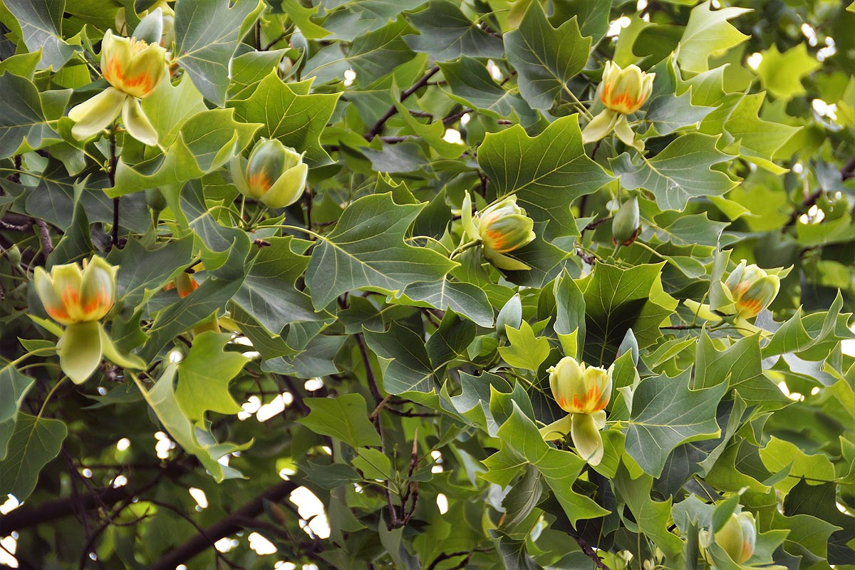 TulipTree flowers group