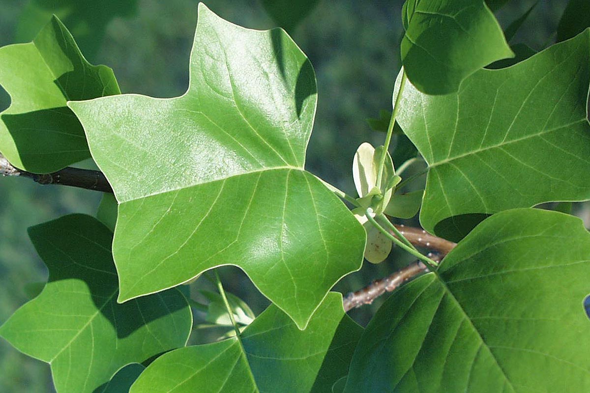 TulipTree leaf