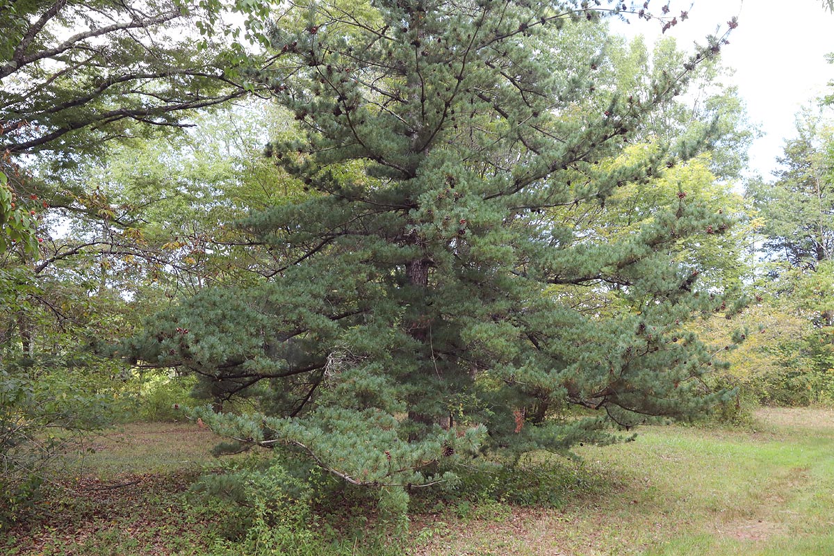 Japanese white pine tree