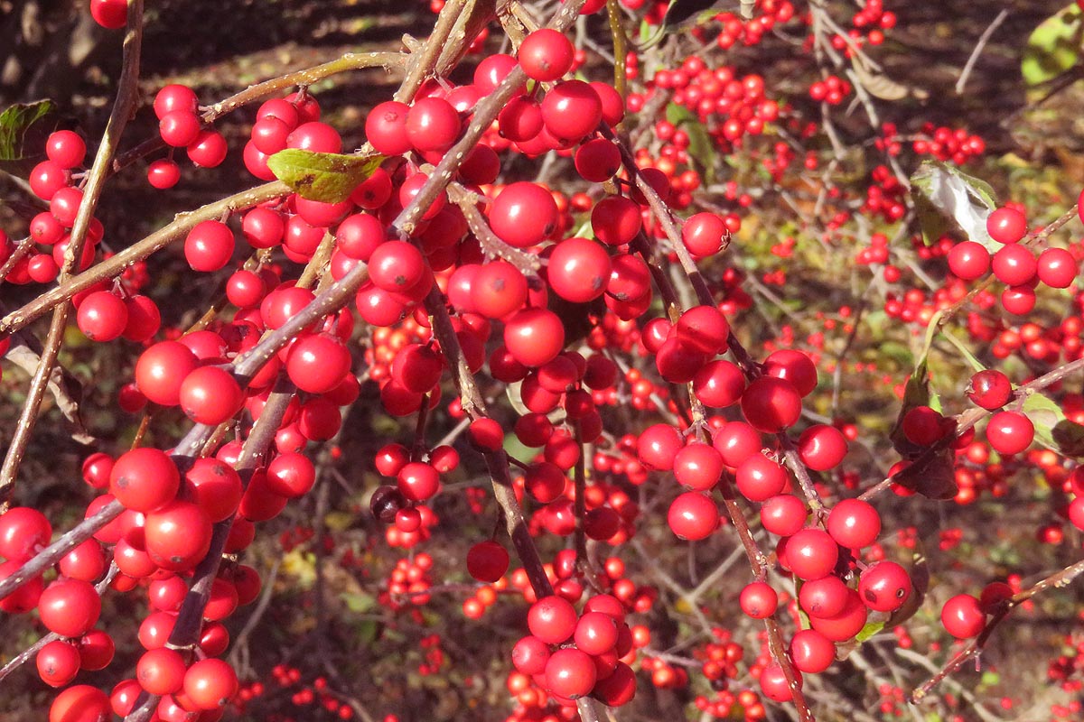 Winterberry Ilex Ilex verticillata