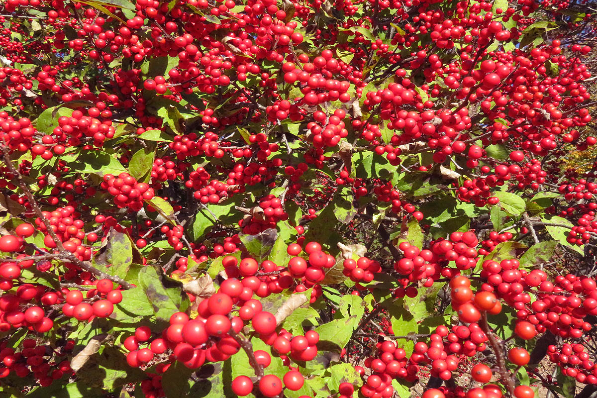Winterberry red beries and green leaves