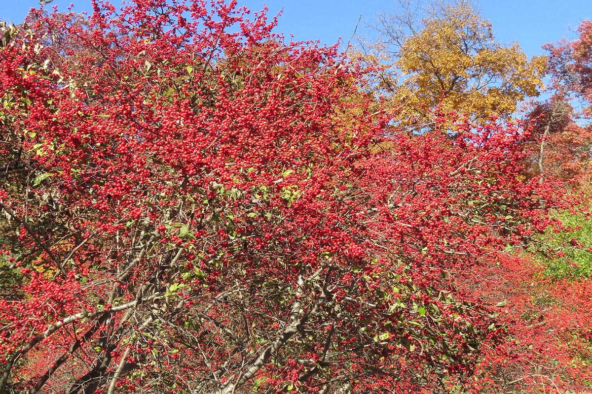 branches of winterberry shrub