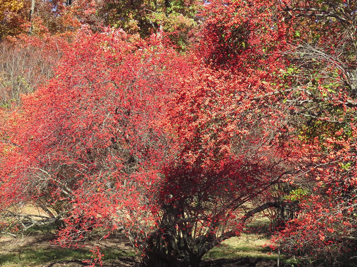 Winterberry shrub early winter