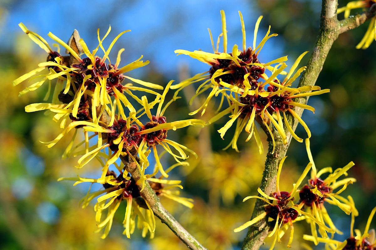 Witch Hazel Hamamelis virginiana