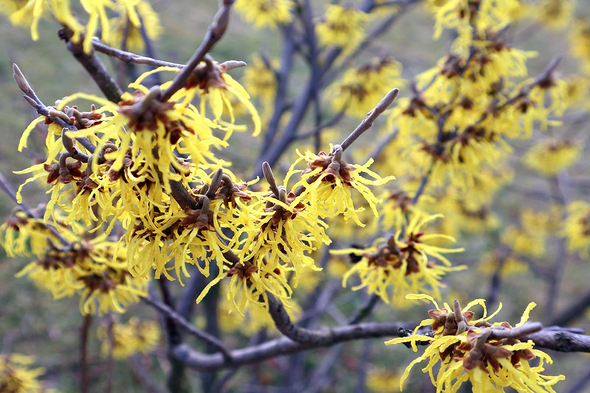Witch Hazel flowers closer