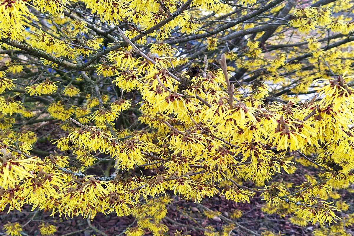 witch hazel massed flowers