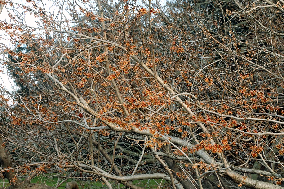 witch hazel flowering tree