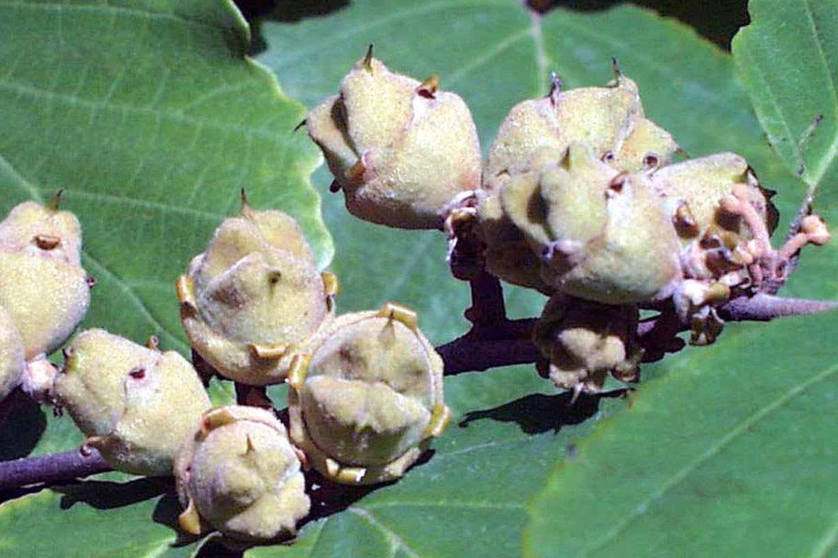 witch hazel young seed pods