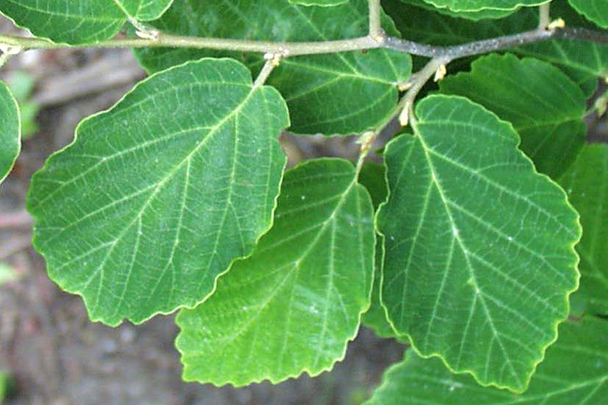 Witch Hazel leaf