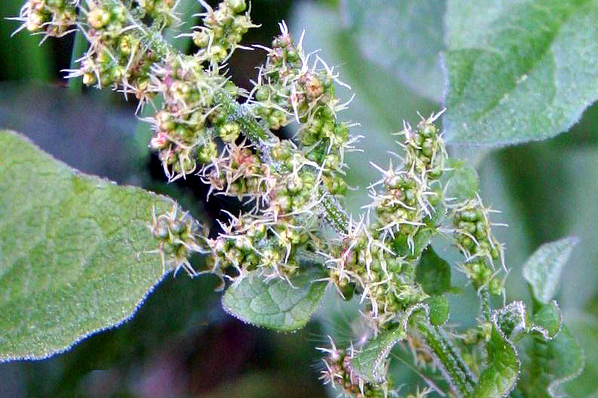 Good King Henry flowers close