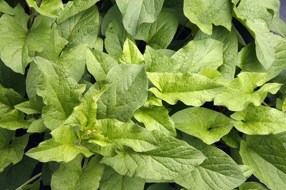 Good King Henry lush leaves flower start