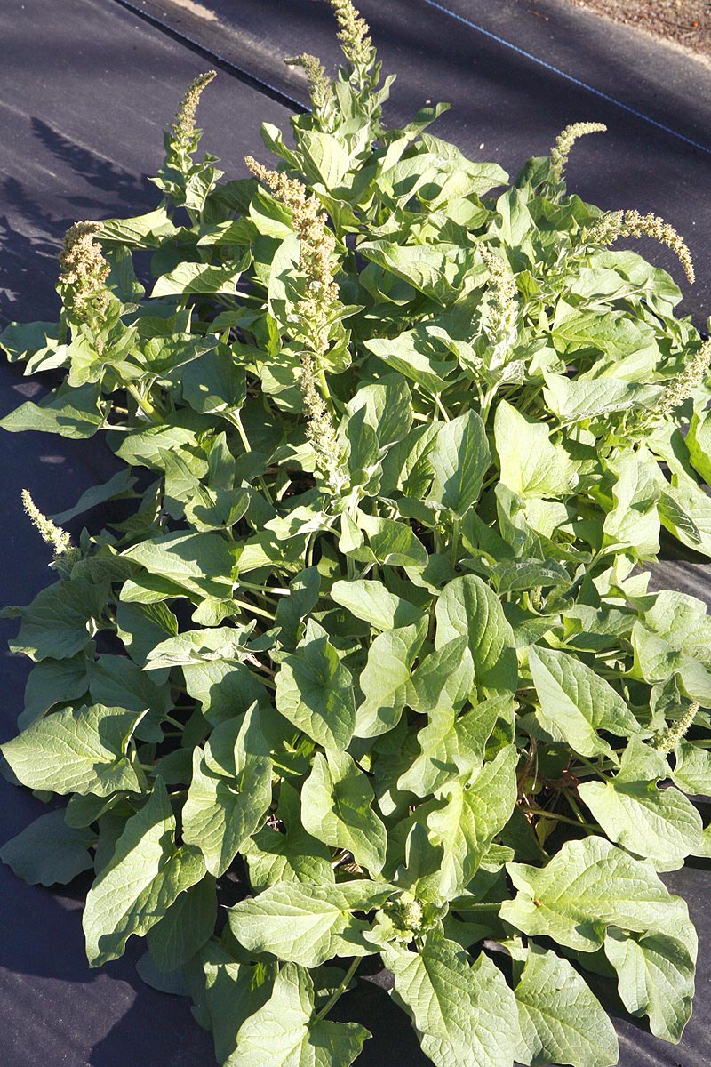 Good King Henry flowering plant field