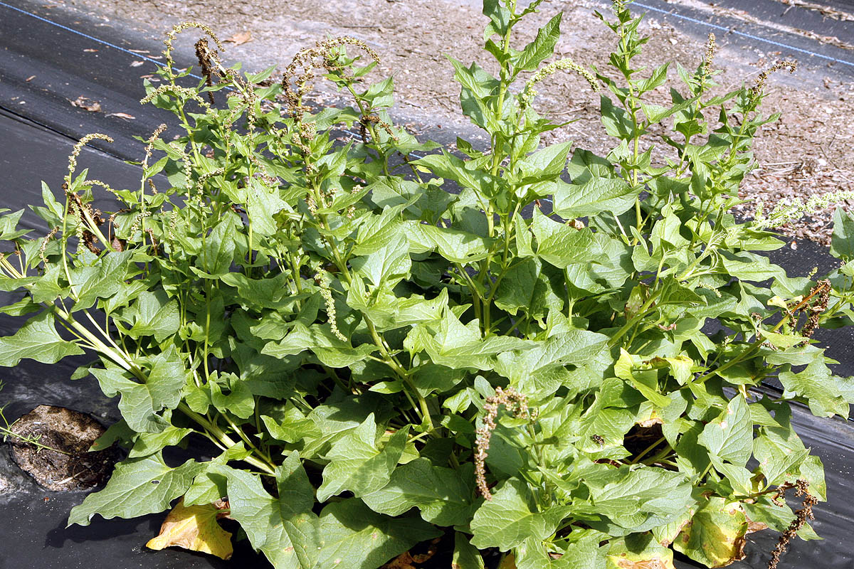Chenopodium bonus-henrius plant in field