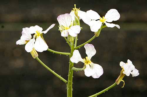 Rattail radish flowers